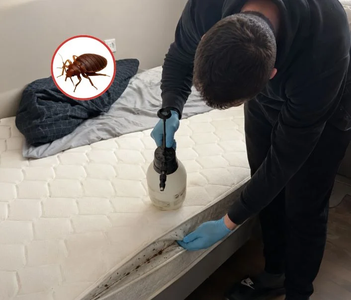 Technicien traitant un matelas contre les punaises de lit à Triel-sur-Seine